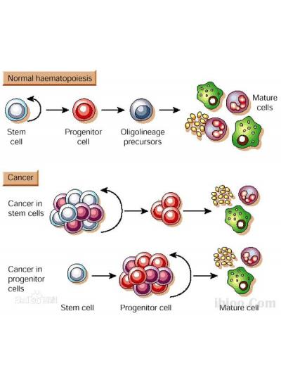 未來已來！干細(xì)胞療法在老年疾病治療方面的潛力正在逐步顯現(xiàn)！